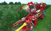 Комбайн полурядный прицепной Weremczuk Agromachines "NATALKA" для уборки малины